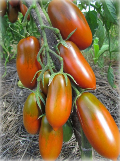 Насіння томату Чорна сосулька (Black Icicle) 15 шт, фото 1