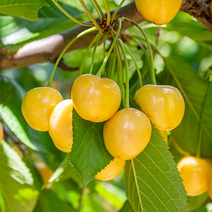 Саджанці Вишні Мрія Імператора жовта - середнього терміну, крупноплідна, урожайна