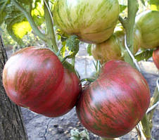 Насіння томату Гном Теннесі Відповідний (Dwarf Tennessee Suited) 10 шт