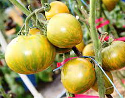 Насіння томату Гном Сяйво Вавілону (Dwarf Babylon Glow) 10 шт