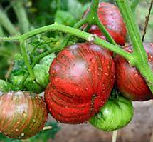 Насіння томату Гном Фредс тай Дай (Dwarf Fred's Tie Dye) 10 шт