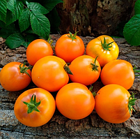 Насіння томату Гном Помаранчева гордість (Dwarf Orange Pride) 10 шт