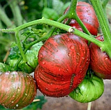 Насіння томату Гном Карлик Стринги (The Thong Dwarf) 10 шт, фото 2