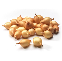 Цибуля сівок Болеро 100г ТОР Onions 10-21мм