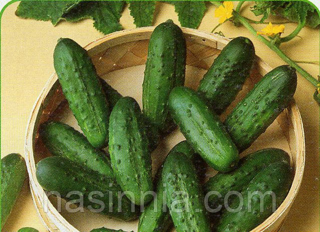 Огірок Наташа F1 100 насінин, фото 1