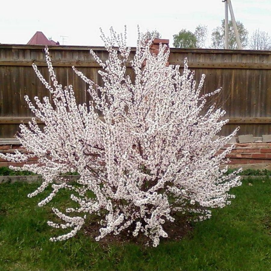 Саджанці Сакури Біла махрова (Prunus serrulata Alba Plena), фото 1