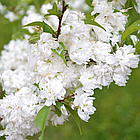 Саджанці Сакури Біла махрова (Prunus serrulata Alba Plena), фото 2