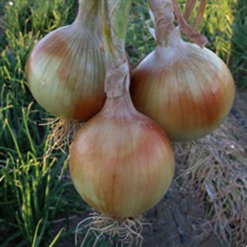 Професійне насіння цибулі ріпчастої озимої Скайбол F1(Cora Seeds) 250 000 шт.