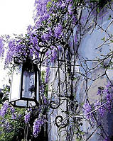 Акційна Картина за номерами Mariposa Бузковий ліхтар (MR-Q442) 40 х 50 см