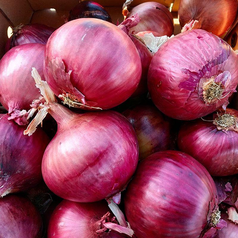 Професійне насіння цибулі озимої червоної Дівіна Стар F1 (Cora Seeds) 250 000 шт.