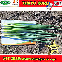 Солодка цибуля на зелень (перо) Токіо Куро / Tokyo Kuro, 20 000 насінин