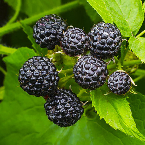 Саджанці (кущі) Малини чорної Нью Логан - рання, морозостійка, транспортабельна, фото 1