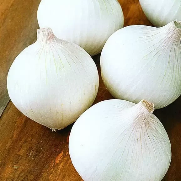 Професійне насіння цибулі ріпчастої Вайт Опера F1 (Cora Seeds) 250 000 шт.