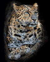 Картина по номерам DIY Babylon Гордый леопард (VP684) 40 х 50 см