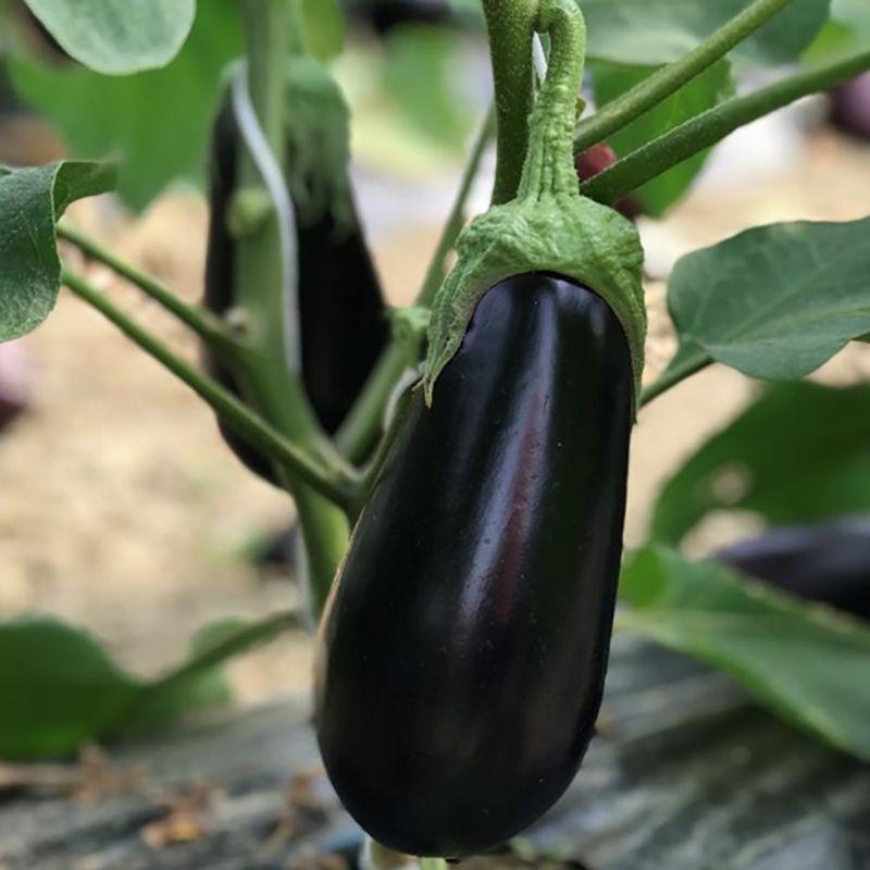 Професійне насіння баклажана Циклоп F1 (Cora Seeds) 1000 шт.