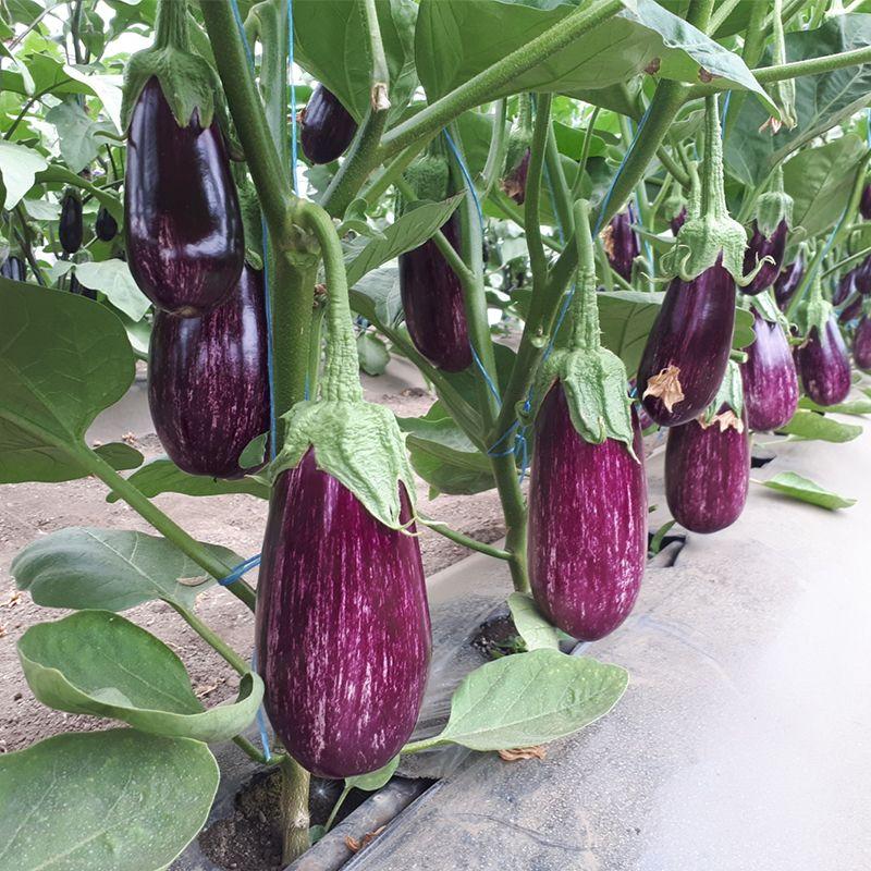 Професійне насіння баклажану тип Зебра ЦРХ 50141 F1 (Cora Seeds) 100 шт.