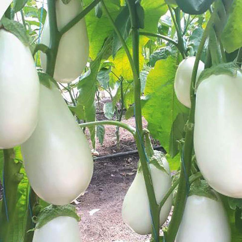 Професійне насіння баклажана тип Бібо Албано F1 (Cora Seeds) 1000 шт.