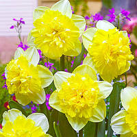 Нарцис цибулини Full house фр.12/14