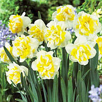 Нарцис цибулини Westward фр.12/14