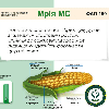 МРІЯ МС – Насіння Кукурудзи (ФАО 190) Ранньостигла, фото 3