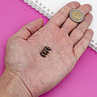 Застібка Магнітна, Латунь, Кругла з кільцями, Колір: Мідь, Розмір: 11x5мм, Відв. 1 мм, 4 шт, фото 3