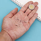 Швензи Гачок, Основа для Сріблячок, Неіржавка сталь, 19-21х18мм, Отвір 2.5 мм, Штифт 0.7мм, 200 шт./пач, фото 4