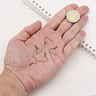 Швензи Гачок, Латунь, Колір: Мідь, Розмір: 17мм, 50 шт, фото 2