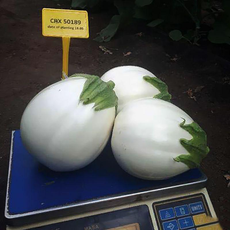 Професійне насіння баклажана ЦРХ 50189 F1 (Cora Seeds) 100 шт.