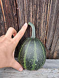 Гарбуз для декора, фото 3