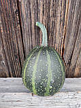 Гарбуз для декора, фото 2