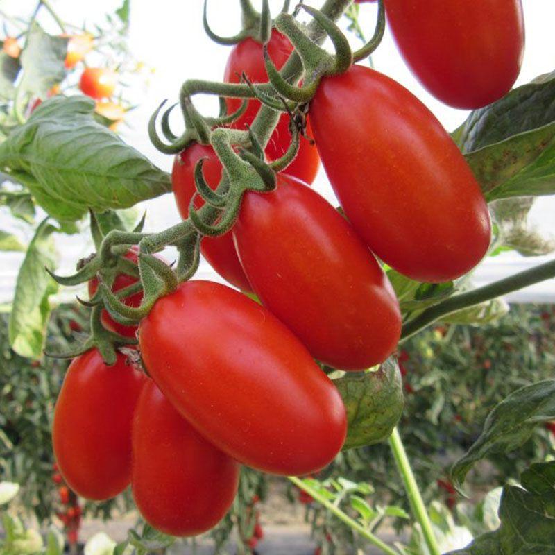 Професійне насіння томату індет. черрі Цукеріно F1 (Cora Seeds) 100 шт.