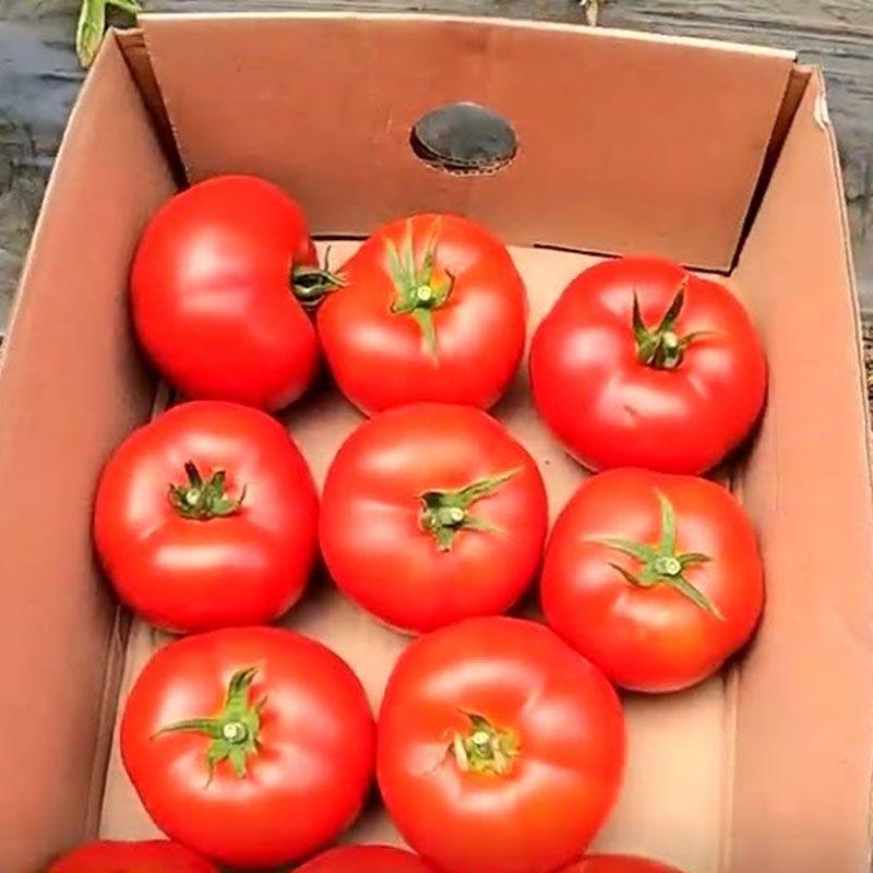 Професійне насіння томату індет. ЦРХ 78713 F1 (Cora Seeds) 100 шт.