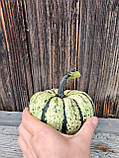 Гарбуз для декора, фото 2