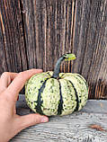 Гарбуз для декора, фото 3