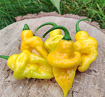 Насіння гострого перцю "Трінідад парфюм" (15 насінин)