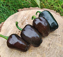 Насіння гострого перцю "Халапеньйо коричневий" (15 насінин)