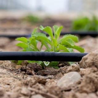 Капельный полив