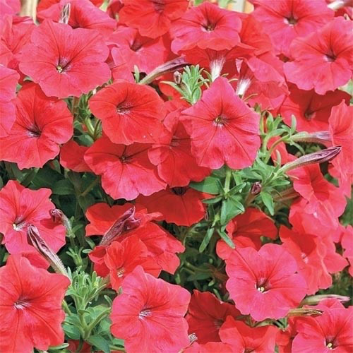 Петунія Ампельна Лавина Червона F1 10 насінин Seedera, фото 1