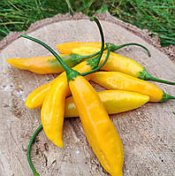 Насіння гострого перцю "Аджі Кіто" (15 насінин)