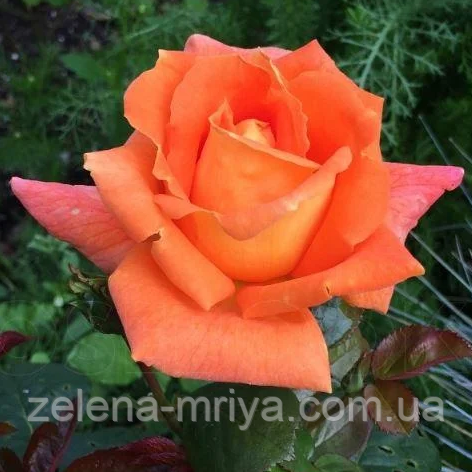 Троянда чайно-гібридна Луі Де Фюнес, фото 1