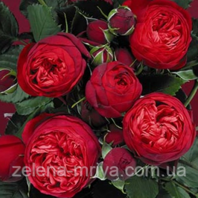 Троянда чайно-гібридна 'Ред Піано', фото 1