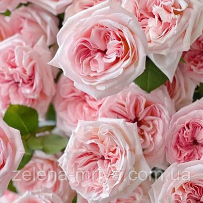 Троянда чайно-гібридна "Пінк Охара", фото 1