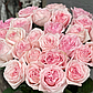 Троянда чайно-гібридна "Пінк Охара", фото 2