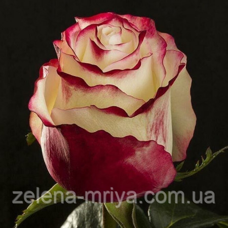 Троянда чайно-гібридна Світнес, фото 1