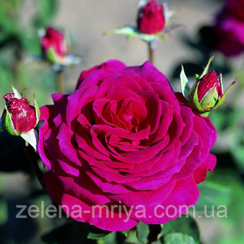 Троянда чайно-гібридна  Юріанда, фото 1