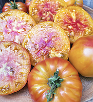 Насіння томату Гном Карлик Кайтидид (Dwarf Caitydid) 10 шт