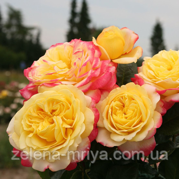 Троянда чайно-гібридна  Ювілей Кордеса, фото 1