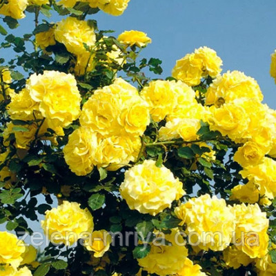 Троянда плетиста "Голден Гейт", фото 1