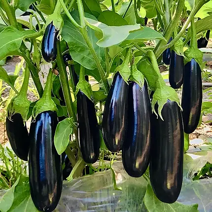 Насіння баклажану Карадаг F1 Manier Seeds 100 (розфасовка!), фото 1