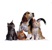 ТОВАРИ ДЛЯ ЖИВОТНИХ